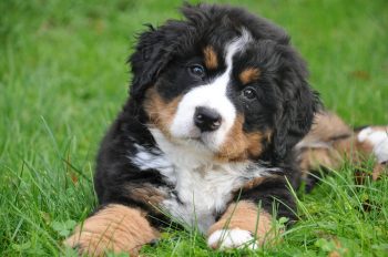 12 Dog Breeds with the Fluffiest Puppies