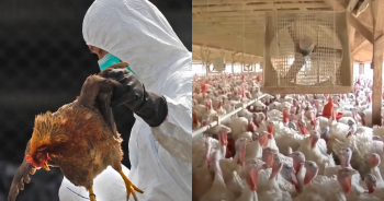 A Second Bird Flu Case Confirmed In Human In The US – What To Know