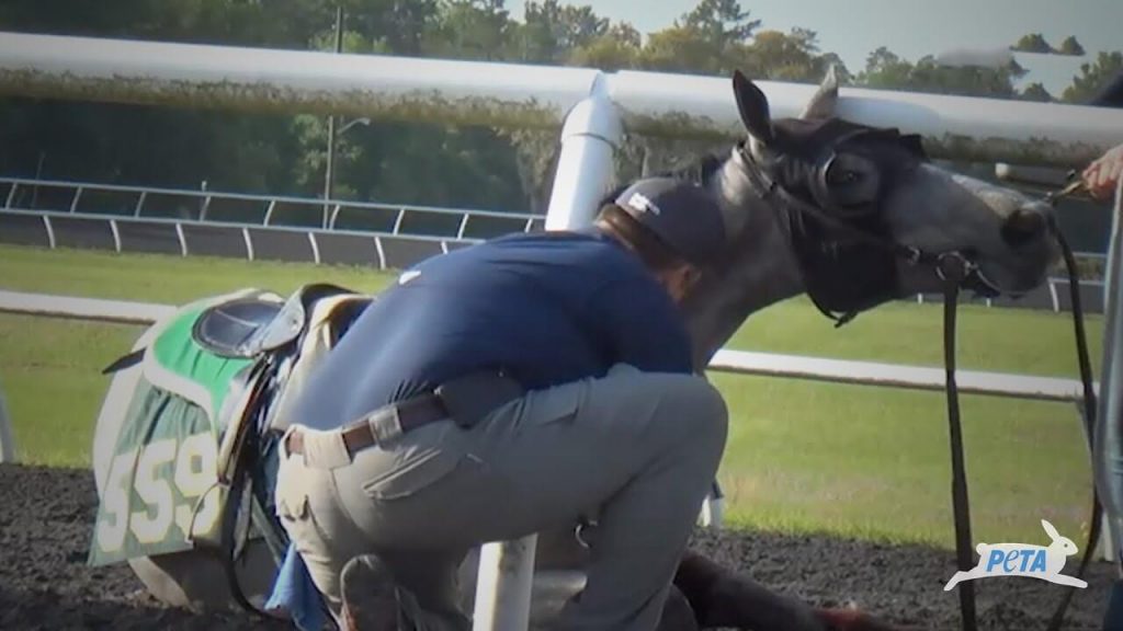 Horse Dies on Track at Ocala Breeders’ Sales Auction—PETA Investigator Assaulted, Robbed by Staff for Filming