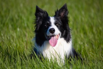 25 Things to Love About Border Collies