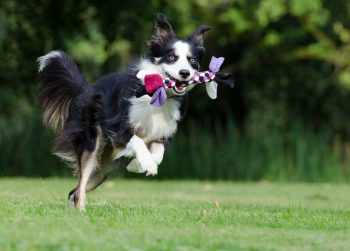 The 6 Most Unique Qualities of Border Collies