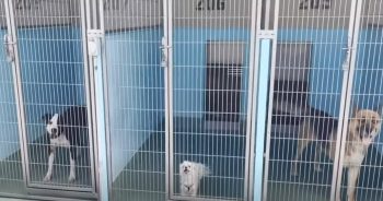 Officials Consider Temporary Ban On Dog Breeding And Propose Solution To Combat Overcrowded Animal Shelters