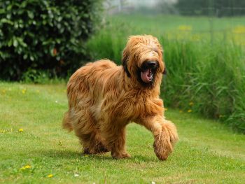 Male & Female Briard Weights & Heights by Age