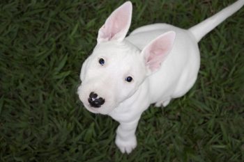 25 Things to Love About Bull Terriers