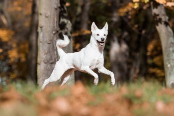 Male & Female Canaan Dog Weights & Heights by Age