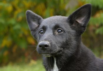 Cost of a Canaan Dog Puppy by US Region [2024]