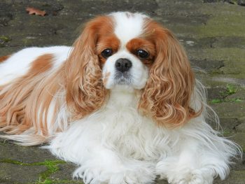 25 Things to Love About Cavaliers