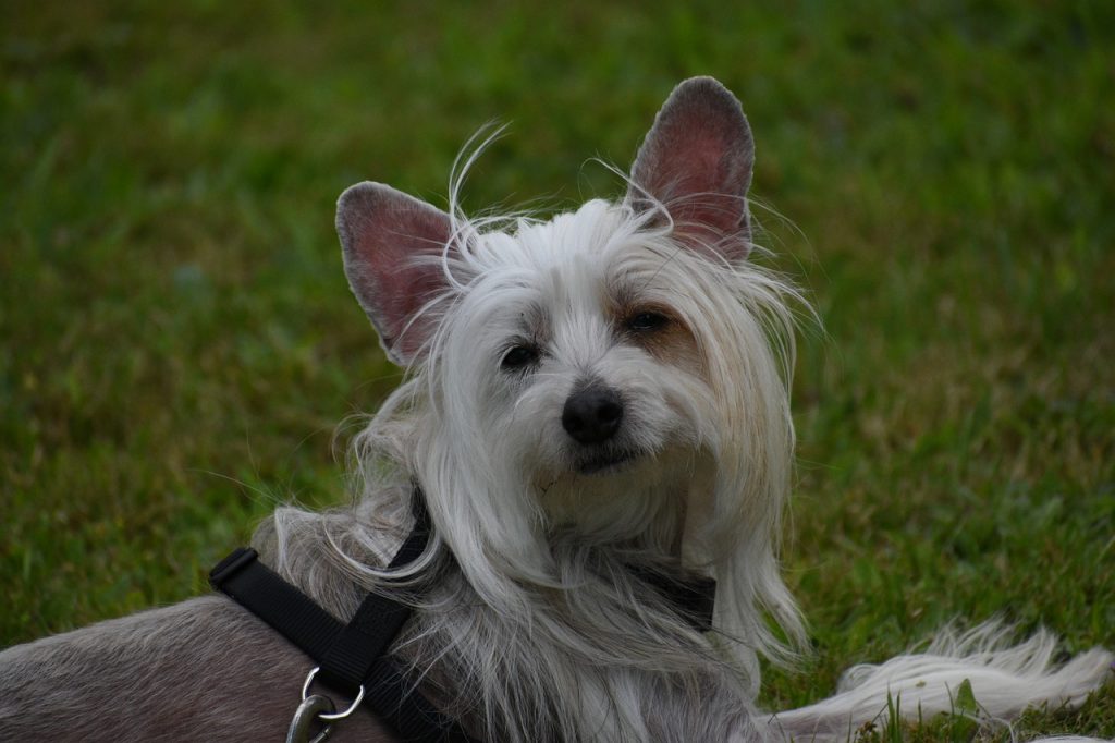 25 Things to Love About Chinese Crested Dogs