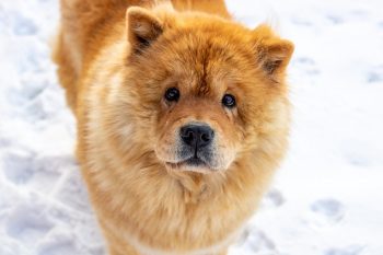 The 15 Most Stubborn Dog Breeds On The Planet