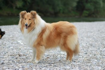 The 7 Most Unusual Habits of Collies