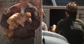 Man Faces Charges After 40 Dogs Were Rescued in Alleged Animal Cruelty Case