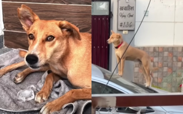 Couple Spent $15000 For Their Adopted Stray Dog