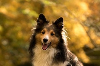 The 6 Most Unique Qualities of Shelties