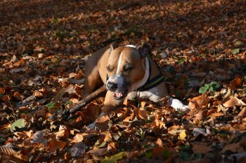 The 7 Most Unusual Habits of an American Staffordshire Terriers