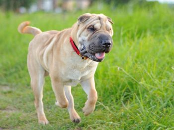 25 Things to Love About Shar Peis