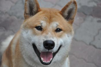 25 Things to Love About Shiba Inus