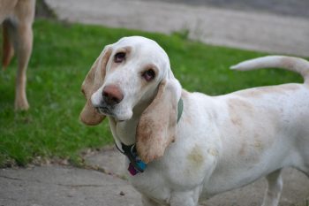 25 Things to Love About Basset Hounds