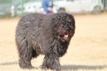 Male & Female Bouvier des Flandres Weights & Heights by Age