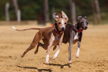 The 7 Most Unusual Habits of Greyhounds