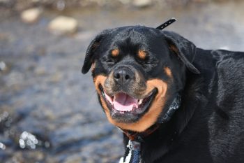 25 Things to Love About Rottweilers