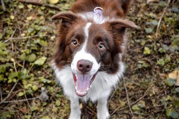 The 15 Most Photogenic Dog Breeds On The Planet