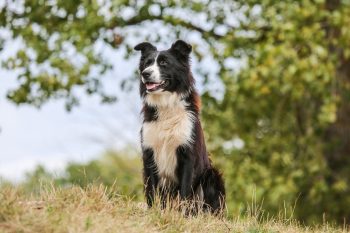 7 Dog Breeds That Love Hiking (and 5 That Hate Long Walks)