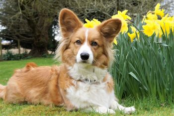 Cost of a Cardigan Welsh Corgi Puppy by US Region [2024]