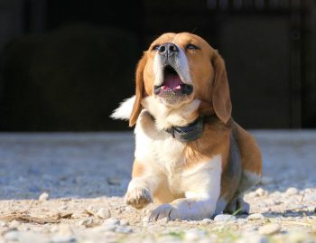 The 15 Most Talkative Dog Breeds On The Planet