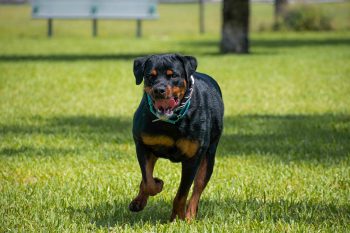 The 7 Most Unusual Habits of Rottweilers