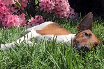 Ultimate Smooth Fox Terrier Puppy Shopping List: Checklist of 23 Must-Have Items