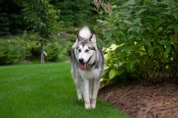 7 Stunning Dog Breeds with Pointy Ears