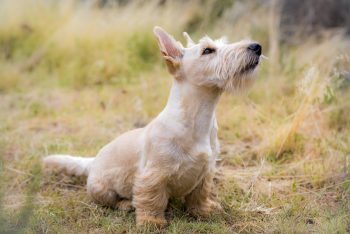 8 Calmest Dog Breeds: Gentle and Easygoing Puppies for Seniors