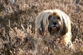 Ultimate Tibetan Terrier Puppy Shopping List: Checklist of 23 Must-Have Items