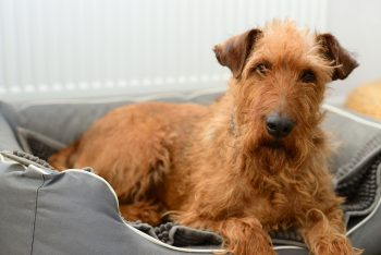 Cost of an Irish Terriers Puppy by US Region [2024]