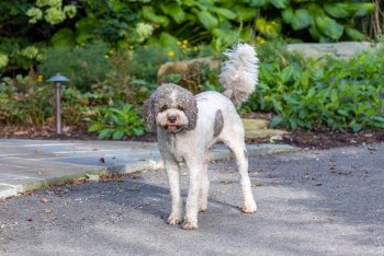 6 Lesser-Known Dog Breeds Who Are Pure Joy