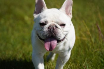 25 Things to Love About French Bulldogs