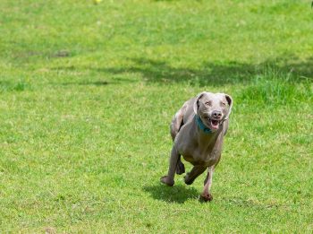 The 7 Most Unusual Habits of Weimaraners