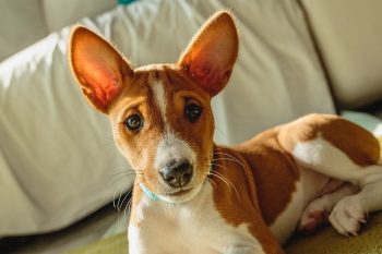 Cost of a Basenji Puppy by US Region [2024]