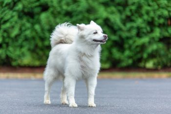 12 Lesser-Known Dog Breeds That Are Great with Kids