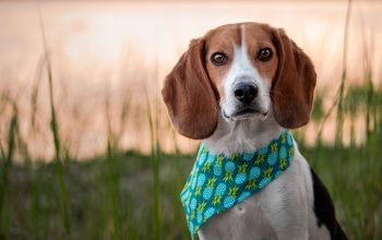 The 7 Most Unusual Habits of Beagles