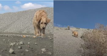 Abandoned and Alone, This Dog Was Dumped In A Gravel Factory