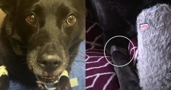 Dog Gets Bitten While Saving His Owner from a Rattlesnake