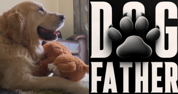 “Dog Father” Is Ready To ‘Celebrate’ Retirement After Fathering 323 Pups