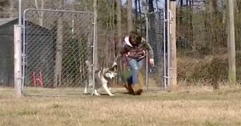 After Spending His ‘Entire Life’ On Chain, Biscuit Was Then Shown An Empty Field