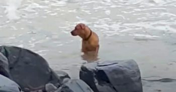 Dumped And Brokenhearted, Dog Scoured The Sea Looking For His Owner