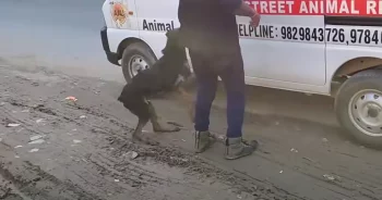 Injured Dog Decided To Jump Into An Ambulance To Save Herself