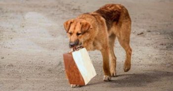 Guy’s ‘Curiosity Piqued’ When Dog Carried Off Bag With Stashed Food Inside