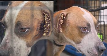 Her Ears and Chest Were Full Of Ticks! This Pitbull Needs Help ASAP