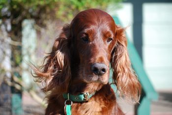 Cost of an Irish Setters Puppy by US Region [2024]