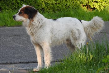 8 Lesser-Known Dog Breeds Who Are Better Than a Home Security System